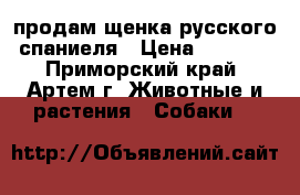 продам щенка русского спаниеля › Цена ­ 2 000 - Приморский край, Артем г. Животные и растения » Собаки   